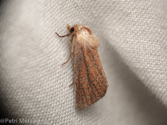 Photedes fluxa