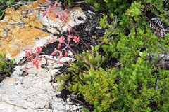 Cotyledon orbiculata orbiculata