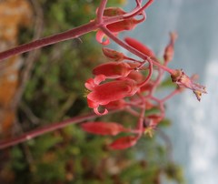 Cotyledon orbiculata orbiculata