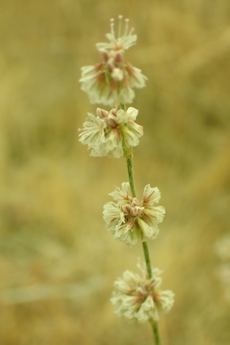 Image of Eriogonum roseum by no rights reserved
