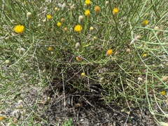 Acmaeodera gibbula