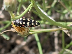 Acmaeodera gibbula