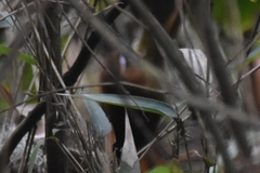 Hellmayrea gularis