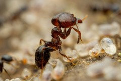 Pheidole vallicola