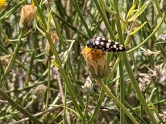 Acmaeodera gibbula