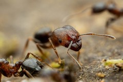 Pheidole vallicola