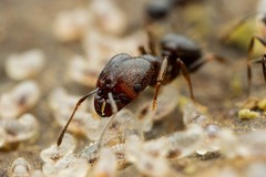 Pheidole vallicola