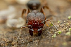 Pheidole vallicola
