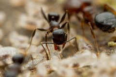 Pheidole vallicola