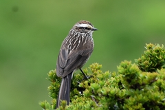 Leptasthenura andicola