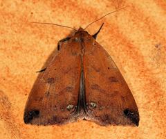 Stenopis tumiditermina