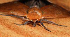 Stenopis tumiditermina