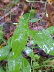 Hieracium paniculatum