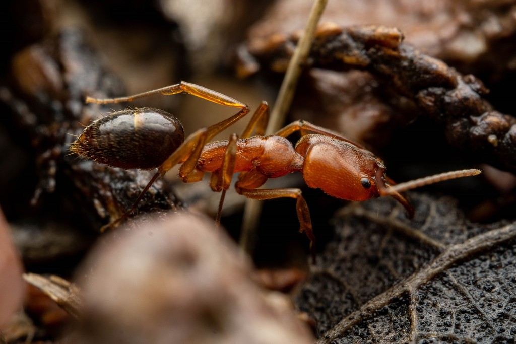 Odontomachus clarus
