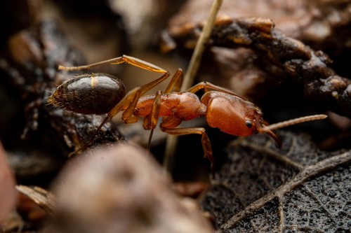 Odontomachus clarus