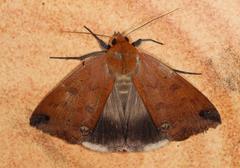 Stenopis tumiditermina