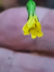 Hieracium paniculatum