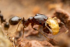 Pheidole rugulosa