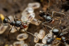 Pheidole vallicola