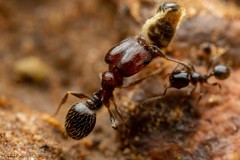 Pheidole rugulosa