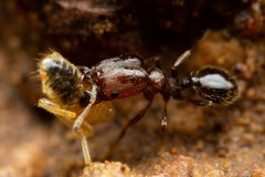 Pheidole rugulosa