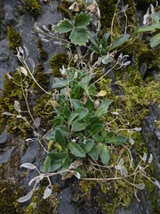 Draba grandis
