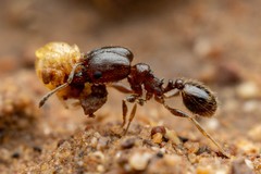 Pheidole rugulosa
