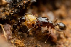 Pheidole rugulosa