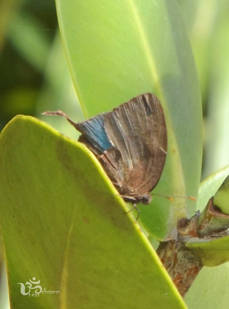 Theritas triquetra