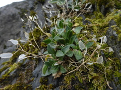 Draba grandis