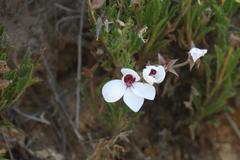 Pelargonium tricolor