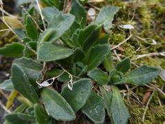Draba grandis