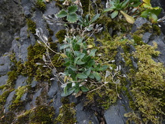Draba grandis