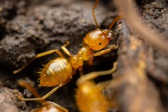 Lasius arizonicus