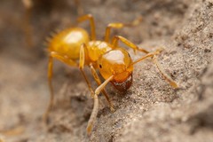 Lasius arizonicus