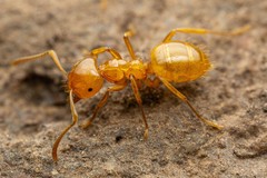 Lasius arizonicus