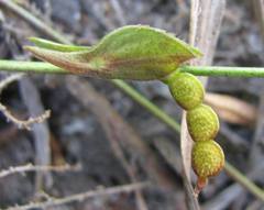 Zornia capensis capensis