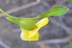 Zornia capensis capensis