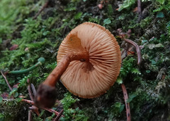 Phaeomarasmius