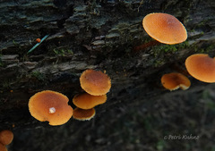 Phaeomarasmius