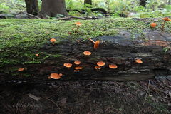 Phaeomarasmius