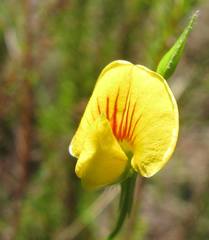 Zornia capensis capensis