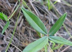 Zornia capensis capensis