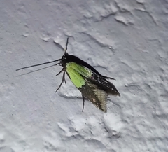 Stathmopoda auriferella