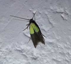 Stathmopoda auriferella