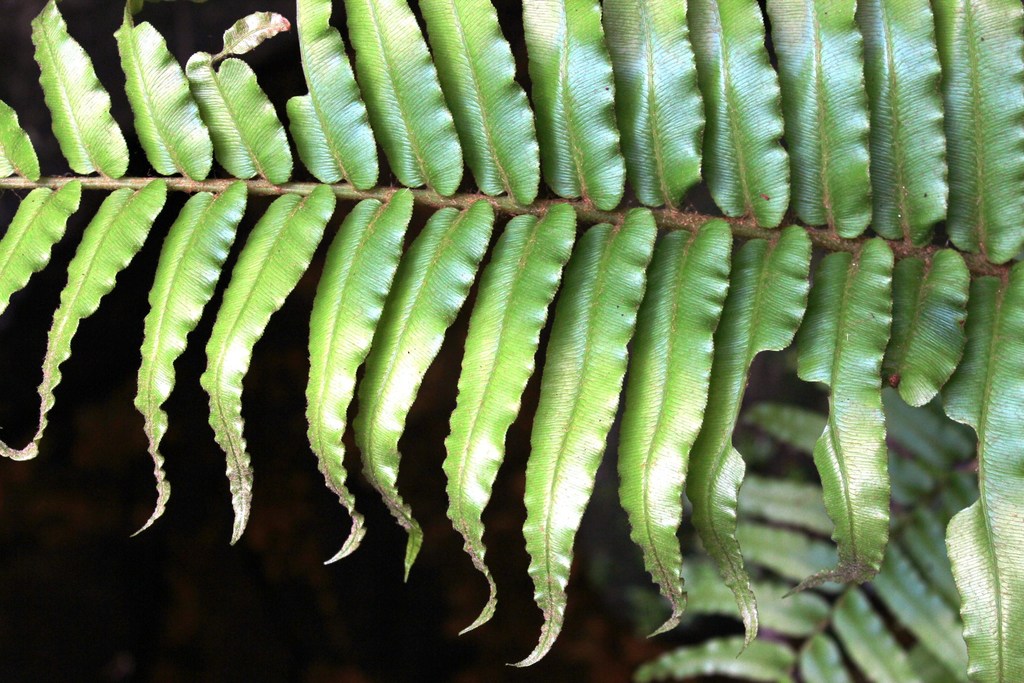 Cape Hard Fern