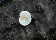 Panellus mitis