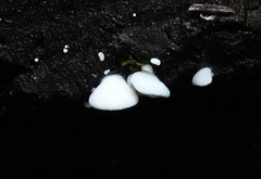 Panellus mitis