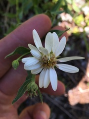 Eucephalus paucicapitatus