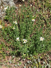 Eucephalus paucicapitatus